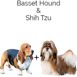 Tzu Basset Dog